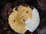 Russula lutea image