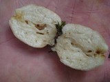 Xanthoconium affine image
