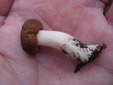 Xanthoconium affine image