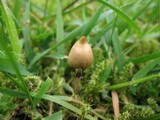 Psilocybe semilanceata image