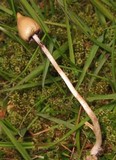 Psilocybe semilanceata image