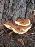 Ganoderma sessile image