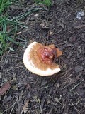 Ganoderma sessile image