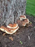 Ganoderma sessile image