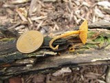 Xeromphalina tenuipes image