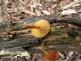 Xeromphalina tenuipes image