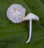 Hemimycena candida image