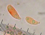 Hemimycena candida image