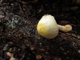 Agaricus auricolor image