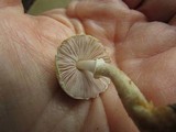 Agaricus auricolor image