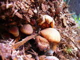 Gymnopilus luteofolius image