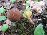 Boletellus chrysenteroides image