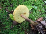 Boletellus chrysenteroides image