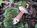 Imleria badia image