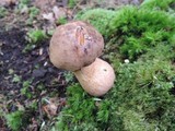 Tylopilus rubrobrunneus image