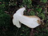 Tylopilus rubrobrunneus image
