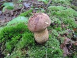Tylopilus rubrobrunneus image