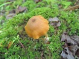 Entoloma formosum image