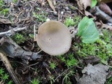 Helvella brevis image