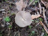 Helvella brevis image