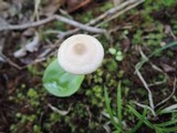 Entoloma alboumbonatum image