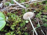 Entoloma alboumbonatum image