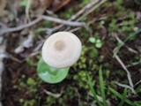 Entoloma alboumbonatum image