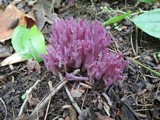 Clavaria zollingeri image