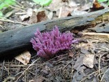 Clavaria zollingeri image