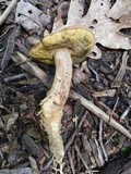 Boletus ferrugineus image