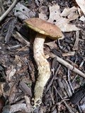 Boletus ferrugineus image