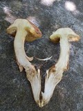 Boletus ferrugineus image