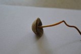 Panaeolus cinctulus image