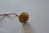 Panaeolus cinctulus image
