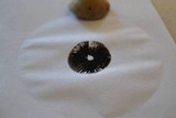 Panaeolus cinctulus image