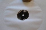 Panaeolus cinctulus image