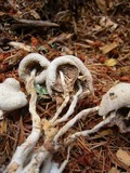Leucocoprinus cepistipes image