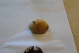 Panaeolus cinctulus image