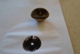 Panaeolus cinctulus image