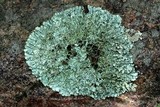 Xanthoparmelia angustiphylla image