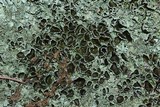 Xanthoparmelia conspersa image
