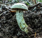 Retiboletus griseus image