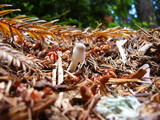 Leucocoprinus cepistipes image