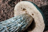 Retiboletus griseus image