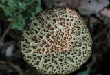Boletellus chrysenteroides image