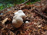 Leucocoprinus cepistipes image