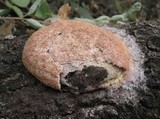 Fuligo septica image