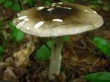 Amanita brunnescens image