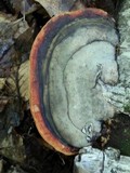 Fomitopsis mounceae image