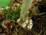 Amanita brunnescens image